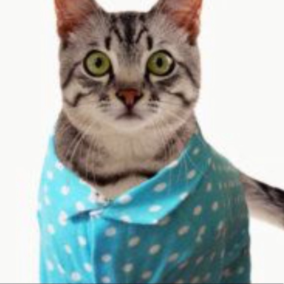 cats_pjs